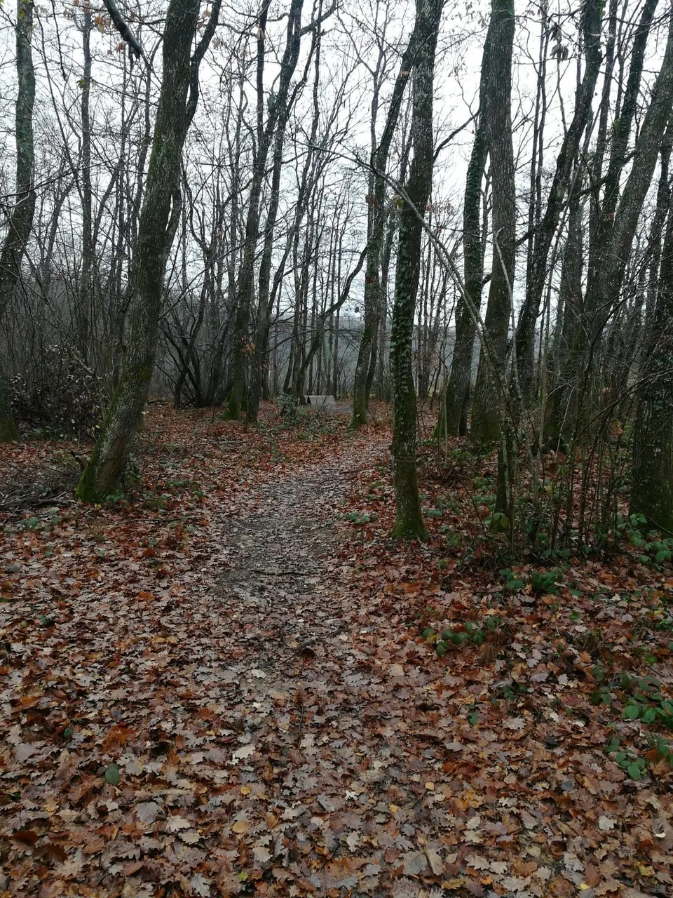 Un sentier en sous-bois, sous un tapis de feuilles mortes