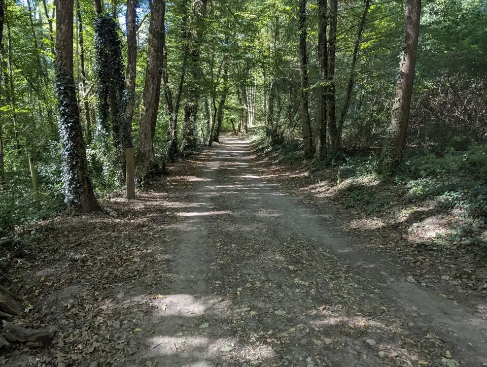 Une large allée forestière tapissée de feuilles mortes