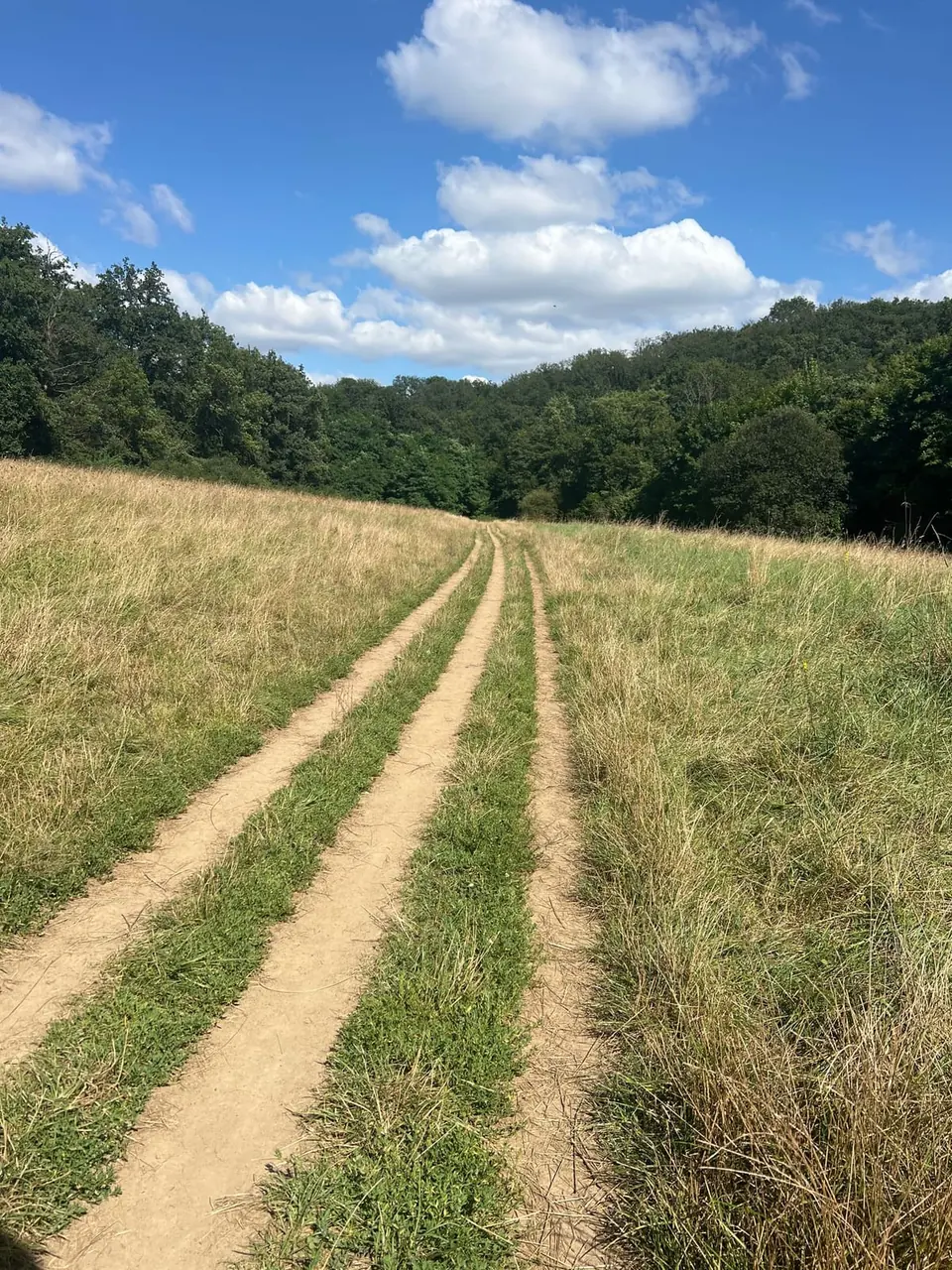 Un chemin à double trace file à travers la prairie, la lisière boisée en ligne de mire