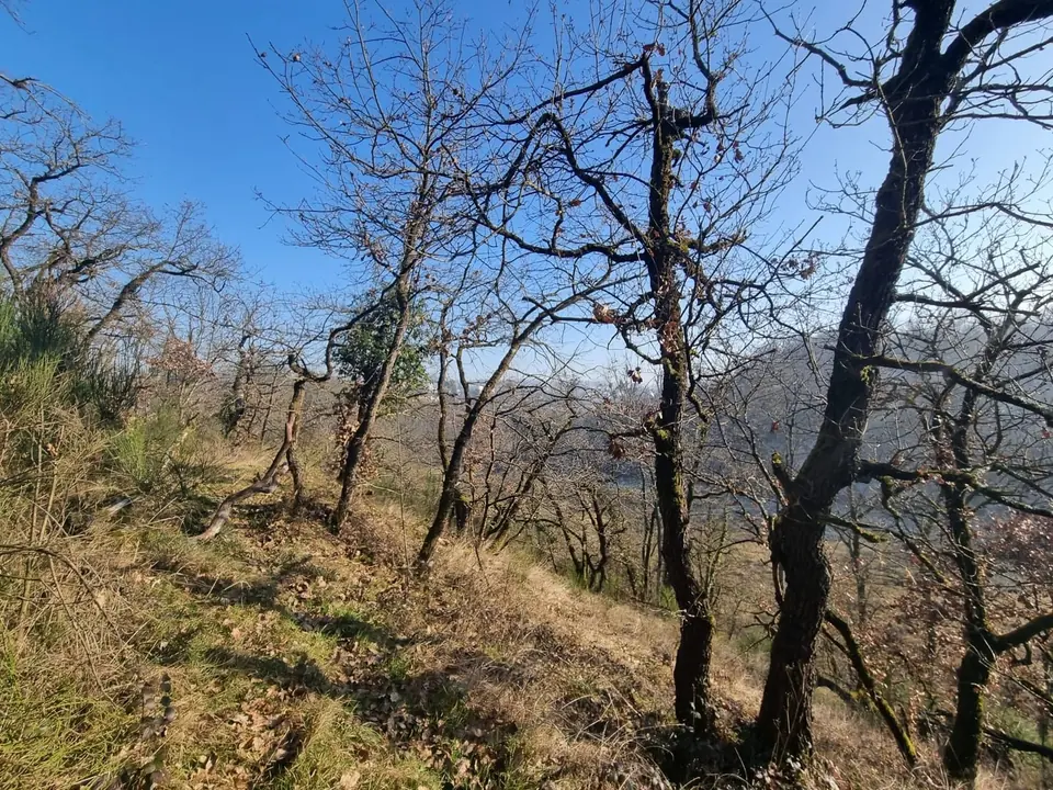 Un sentier de coteau entre les chênes, dans la lumière d'hiver