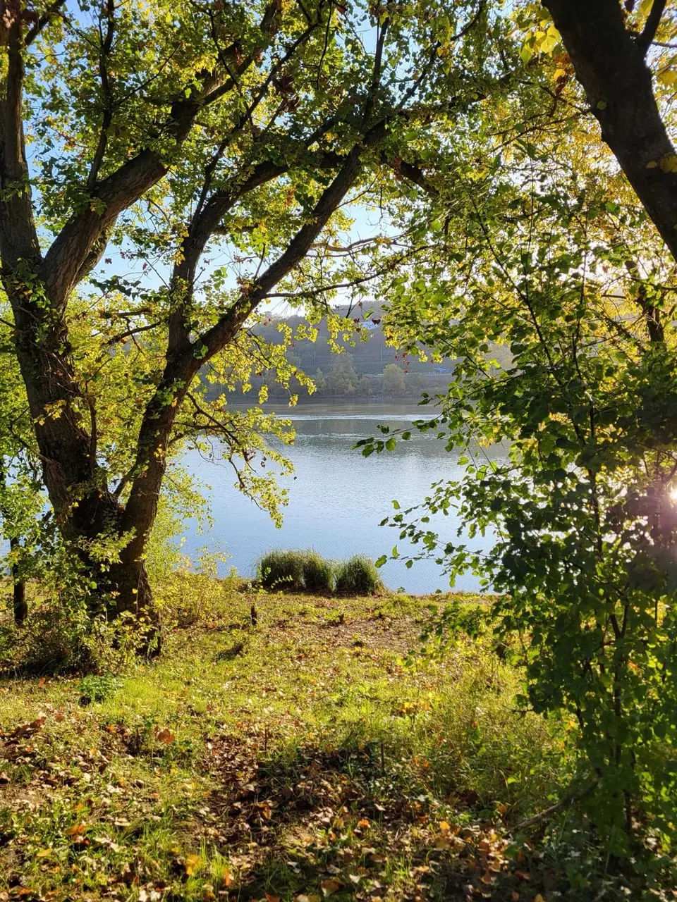Une trouée dans les feuillages ouvre sur le Rhône et la rive d'en face